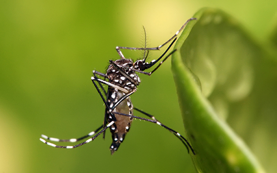 O mosquito Aedes Aegypti também transmite a febre amarela