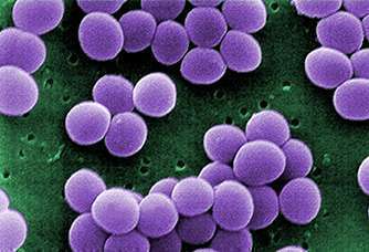Antibiótico Vancomicina é utilizado para tratar infecções causadas por bactérias Staphylococcus aureus
