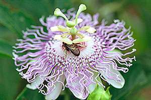 Com a atualização, nome científico da flor do maracujá passa a ser Passiflora incarnata L.