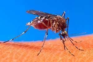 2016 06 28 Aedes aegypti
