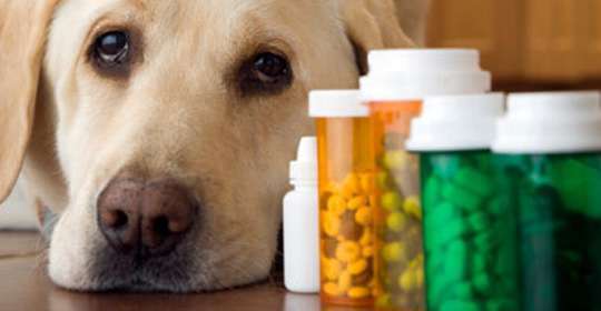 Justiça determina presença de farmacêutico em farmácia veterinária 
