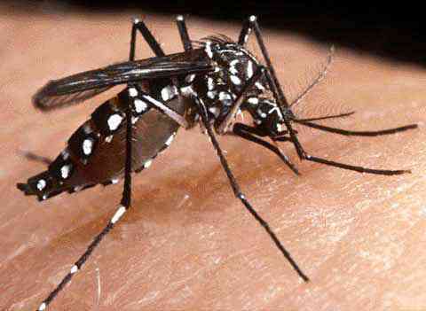 Aedes aegypti, o mosquito da dengue: eliminação de criadouros deve ocorrer o ano todo, e não apenas nos meses mais quentes