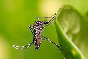 Estudo de vacina contra dengue aponta redução em 56% dos casos